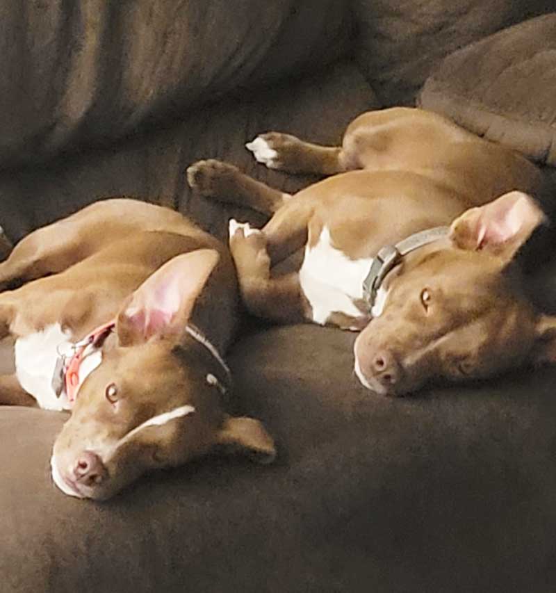 Two pitbull dogs lying next to each other on a couch.