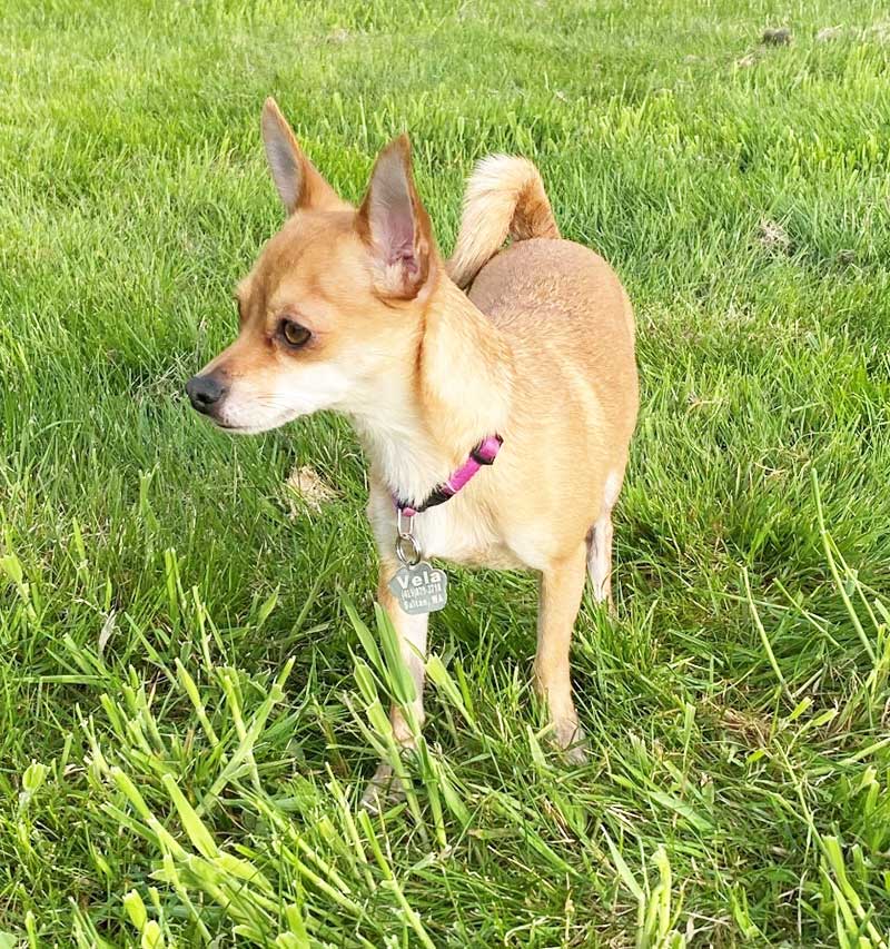 Chihuahua dog standing in grass.