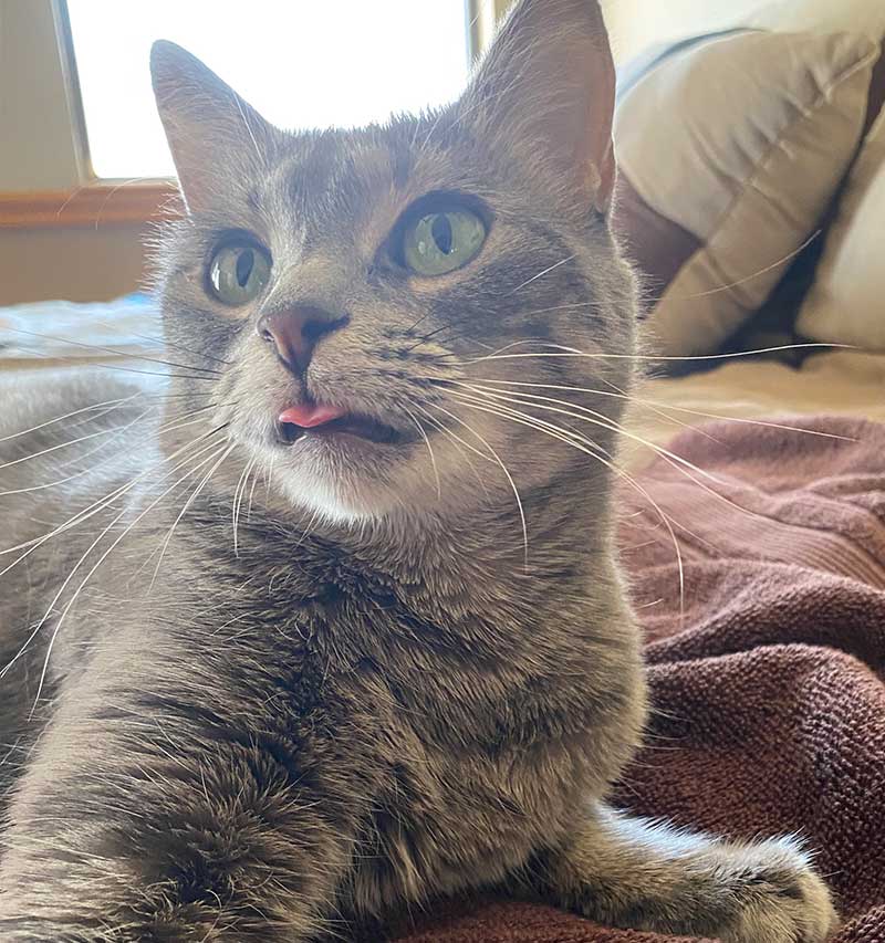Grey and white cat lying on a bed sticking out its tongue.