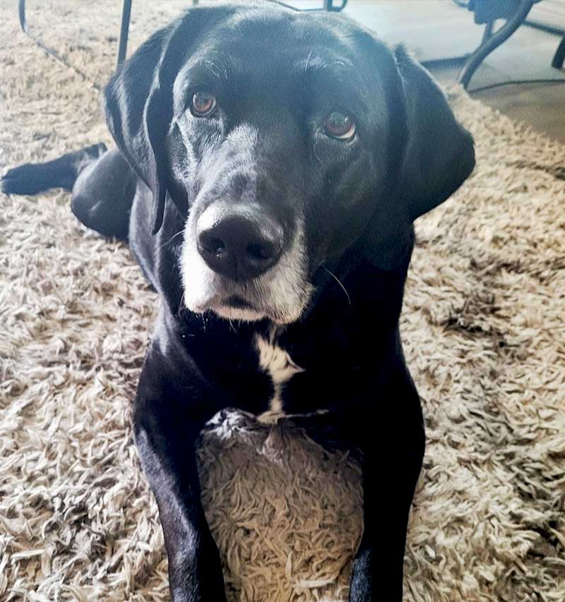 Black and white Labrador dog lying on a carpet.