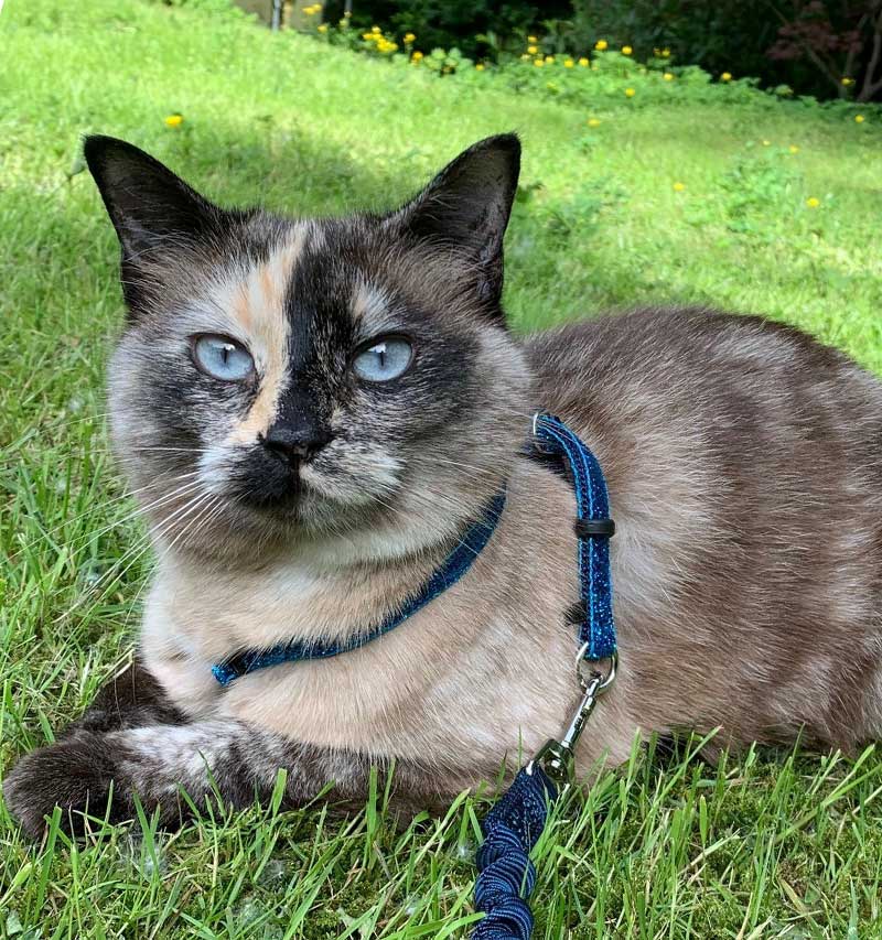 Multi colored cat with blue eyes lying in grass.