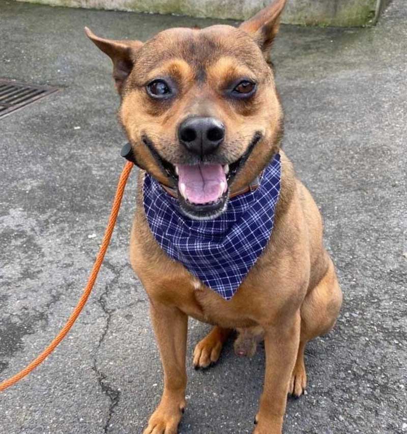 Brown short haired dog wearing a bandana sitting on the ground.