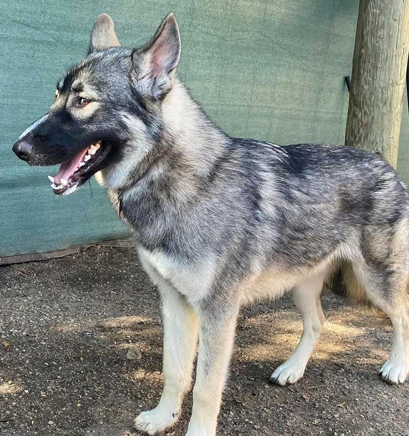 Grey and white Shephard type of dog standing on the ground.