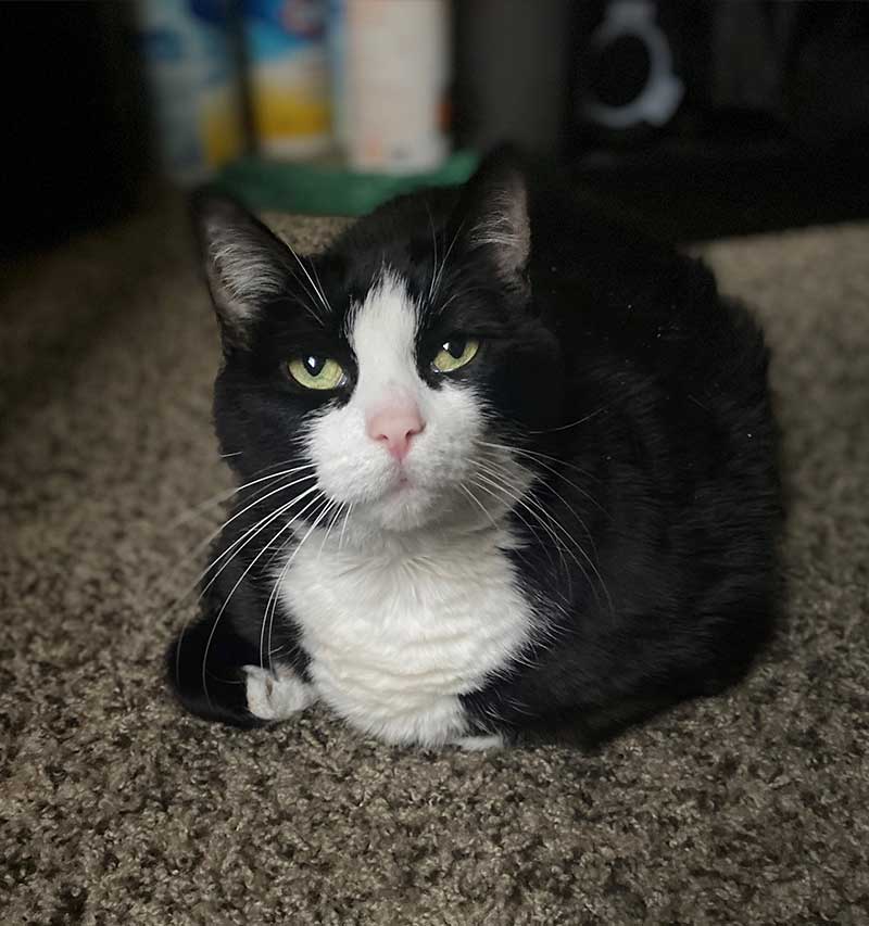 Black and white tuxedo cat lying on the ground.