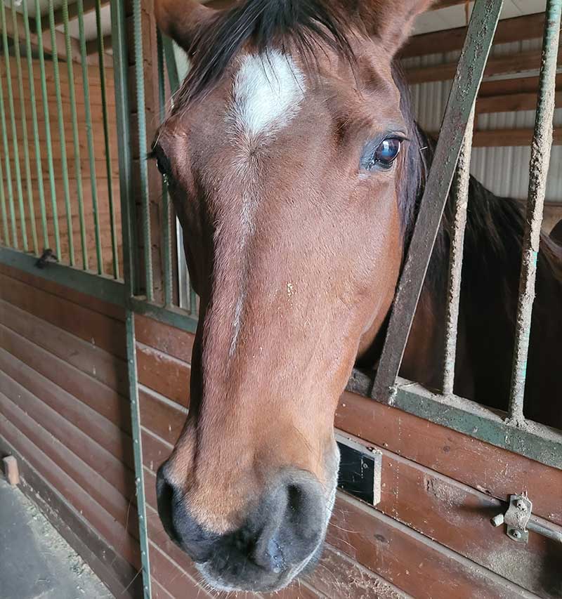 Brown horse standing in a stall.