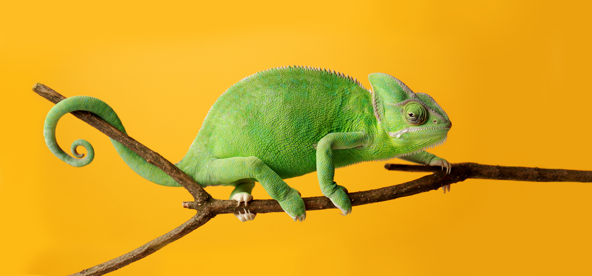 Prepping Your Budget for a New Pet!